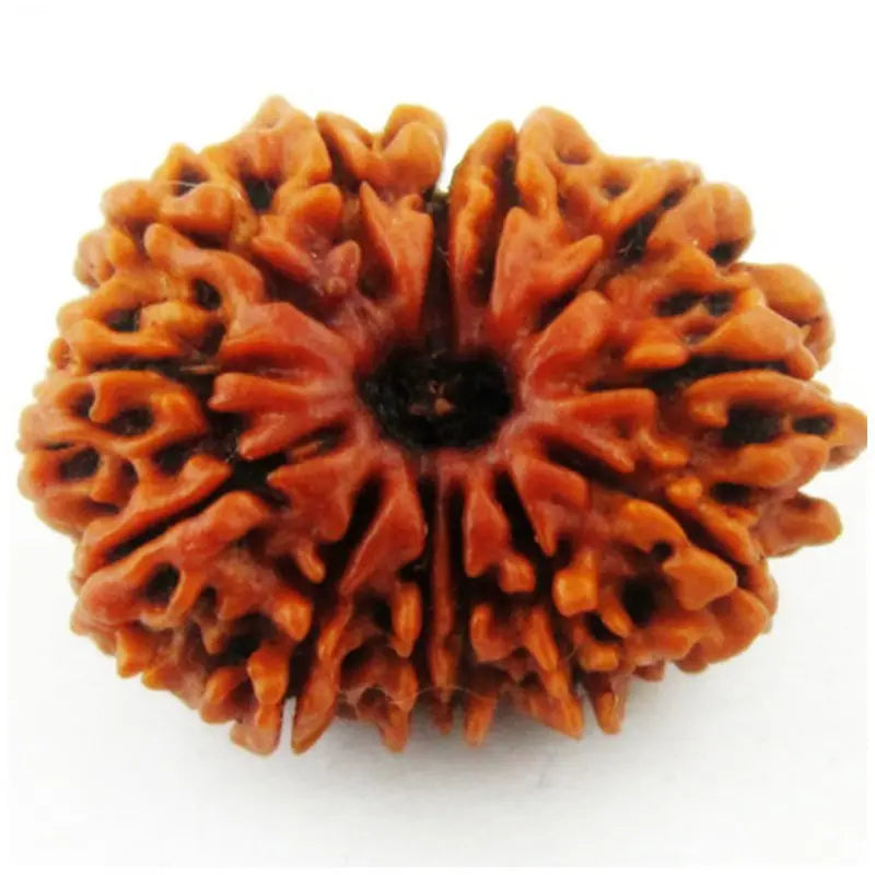 Rudraksha 13 mukhi Onar Gracious