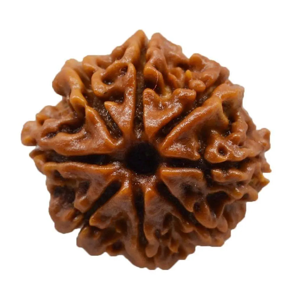 RUDRAKSHA 8 MUKHI Onar Gracious