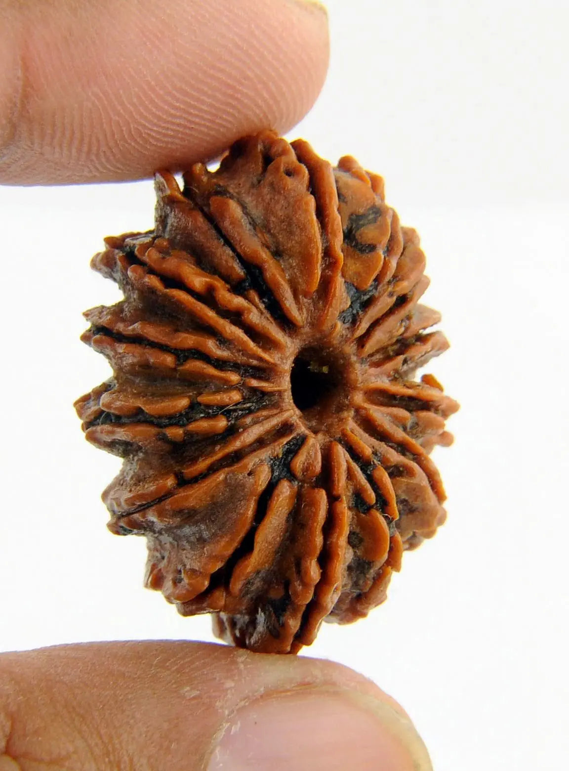 Rudraksha 14 mukhi Onar Gracious