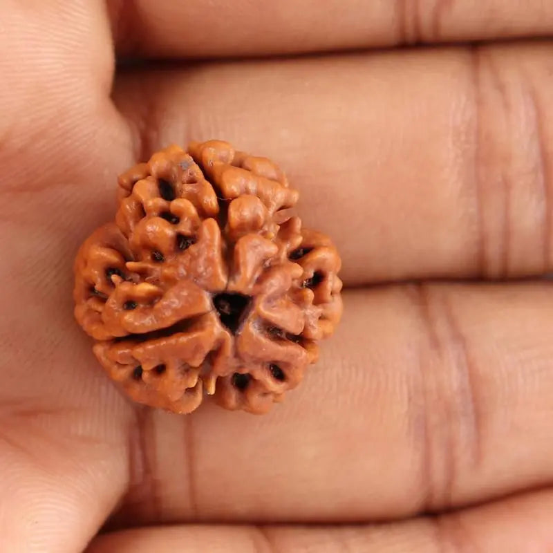 3 Mukhi Rudraksha Onar Gracious