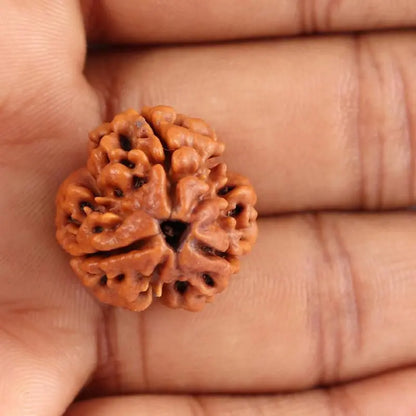 3 Mukhi Rudraksha Onar Gracious