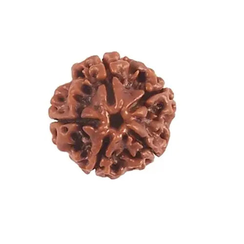 Rudraksha 5 mukhi Onar Gracious