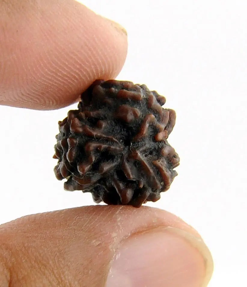 Rudraksha 5 mukhi Onar Gracious