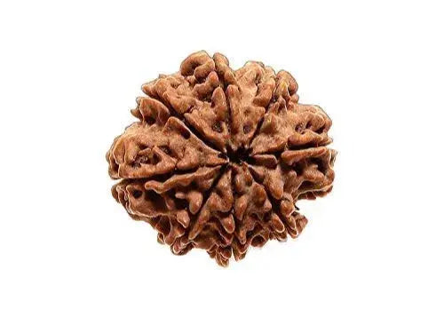 RUDRAKSHA 8 MUKHI Onar Gracious