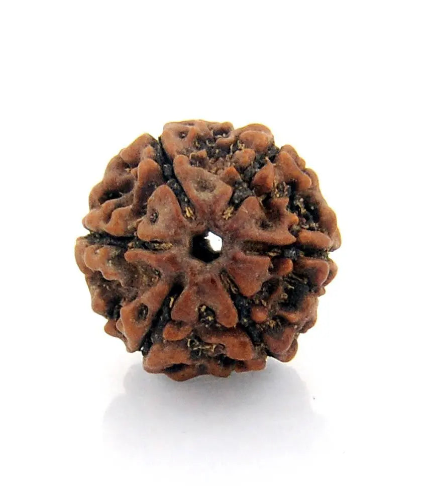 Rudraksha 6 mukhi Onar Gracious