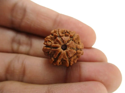 Rudraksha 6 mukhi Onar Gracious