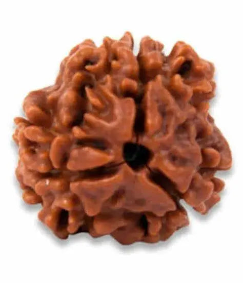 3 Mukhi Rudraksha Onar Gracious