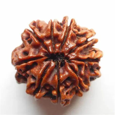 RUDRAKSHA 9 MUKHI Onar Gracious