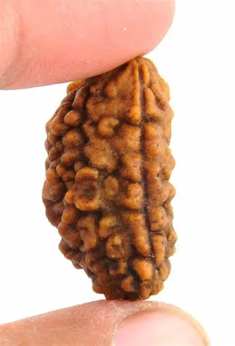 1 Mukhi Rudraksha Onar Gracious