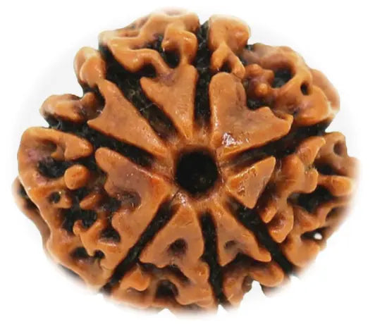 Rudraksha 7 Mukhi Onar Gracious