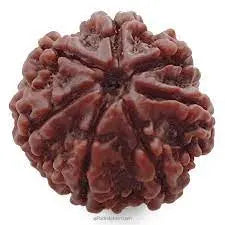 Rudraksha 7 Mukhi Onar Gracious