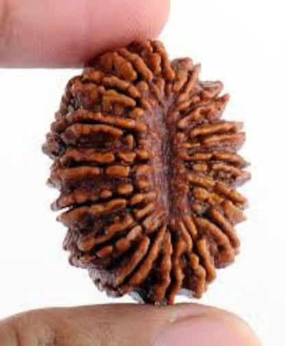 Rudraksha 16 mukhi Onar Gracious