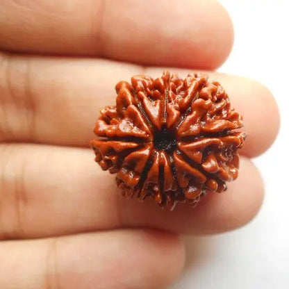 RUDRAKSHA 9 MUKHI Onar Gracious