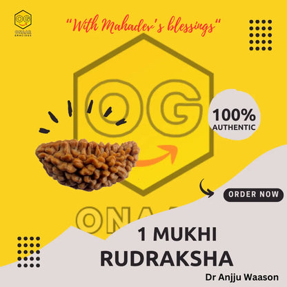 1 Mukhi Rudraksha Onar Gracious