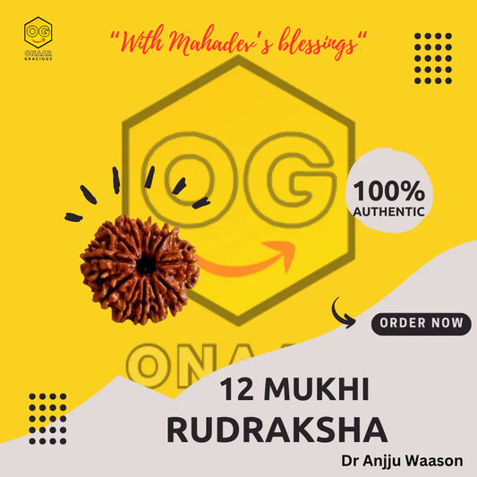 Rudraksha 12 mukhi Onar Gracious