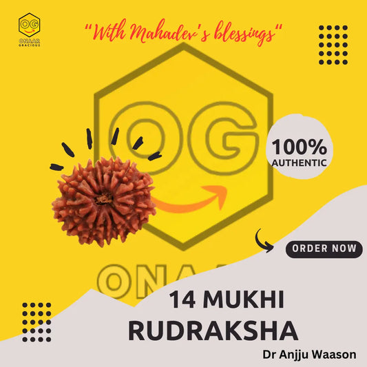 Rudraksha 14 mukhi Onar Gracious