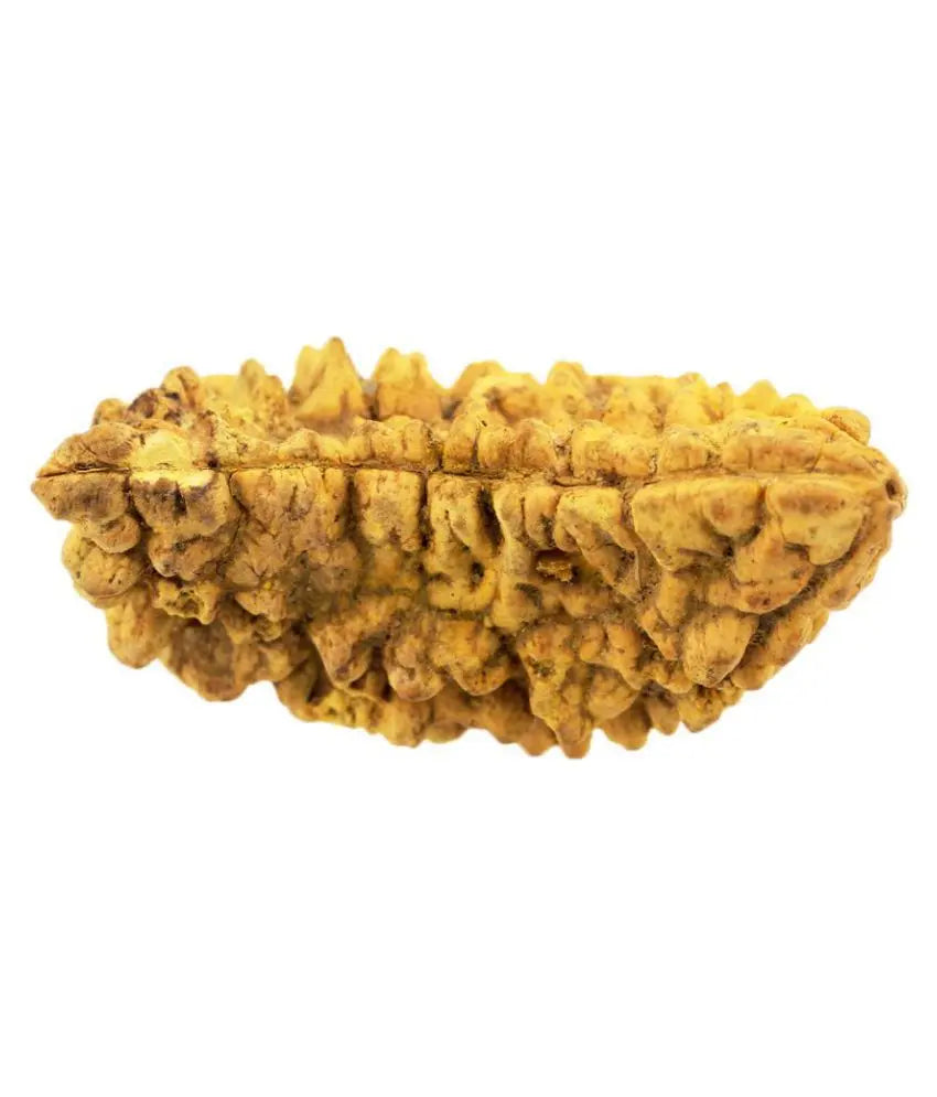 1 Mukhi Rudraksha Onar Gracious