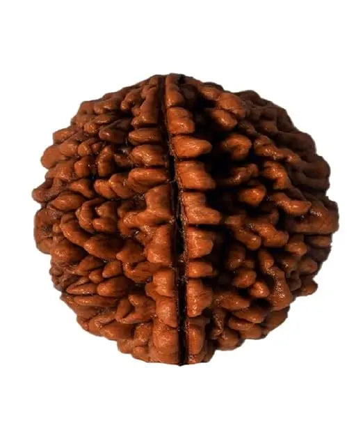 1 Mukhi Rudraksha Onar Gracious